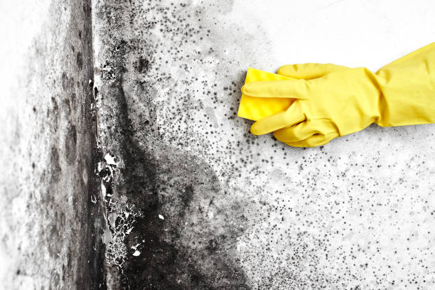 Best Mold Removal Company Near Me  in Middlebranch, OH