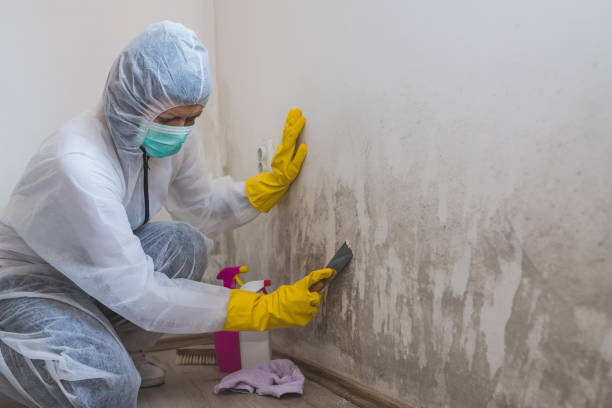 Best Mold Remediation Services  in Middlebranch, OH