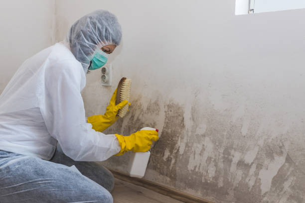 Best Certified Mold Removal  in Middlebranch, OH