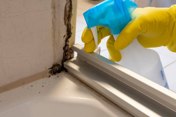 Best Mold Damage Repair  in Middlebranch, OH