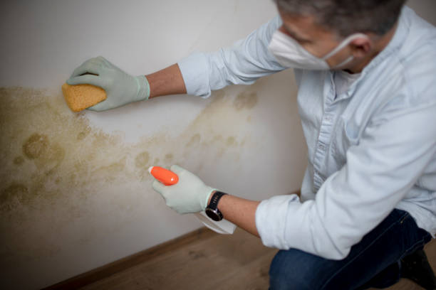 Best Mold Removal Company Near Me  in Middlebranch, OH