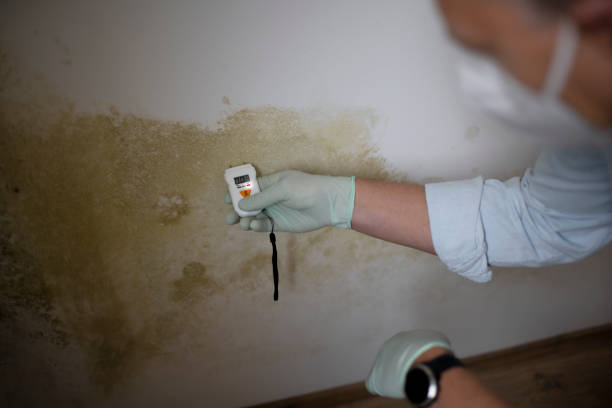 Home Mold Removal in Middlebranch, OH