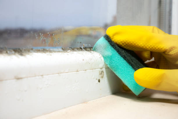 Best Mold Removal Near Me  in Middlebranch, OH