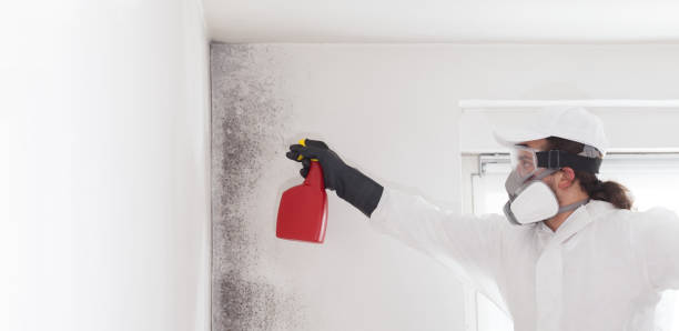 Best Black Mold Removal  in Middlebranch, OH