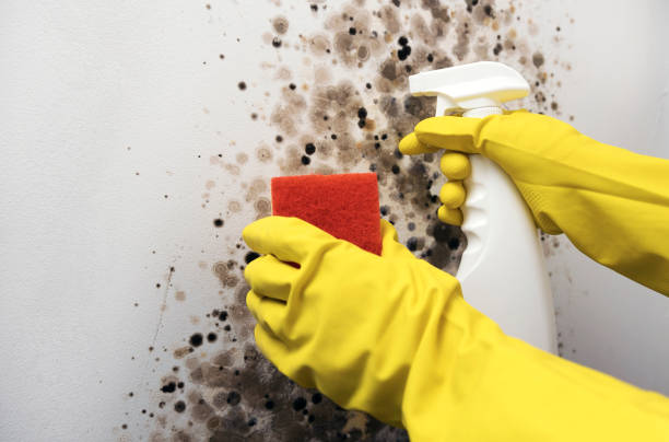 Best Toxic Mold Removal  in Middlebranch, OH