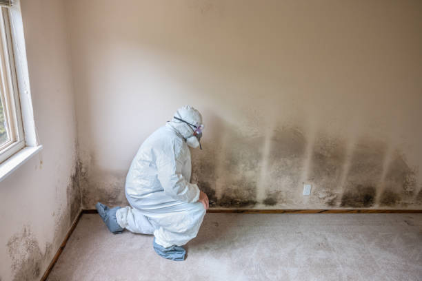 Best Fast Mold Removal  in Middlebranch, OH