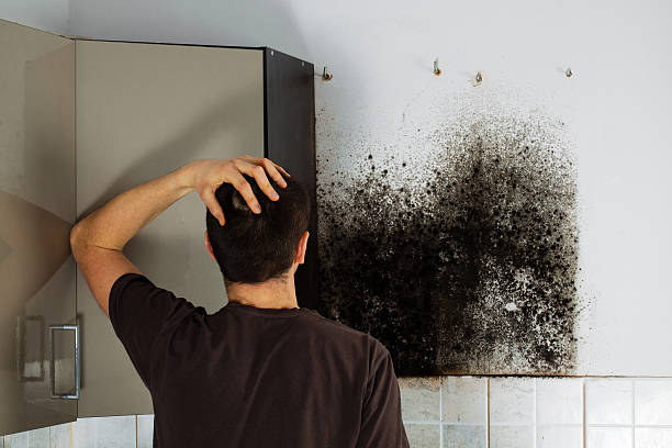 Best Office Mold Removal Services  in Middlebranch, OH