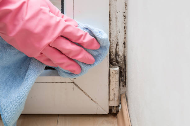 Best Home Mold Removal  in Middlebranch, OH