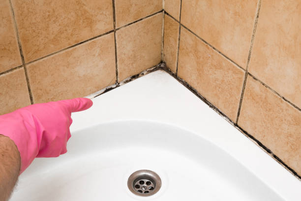 Professional Mold Removal in Middlebranch, OH